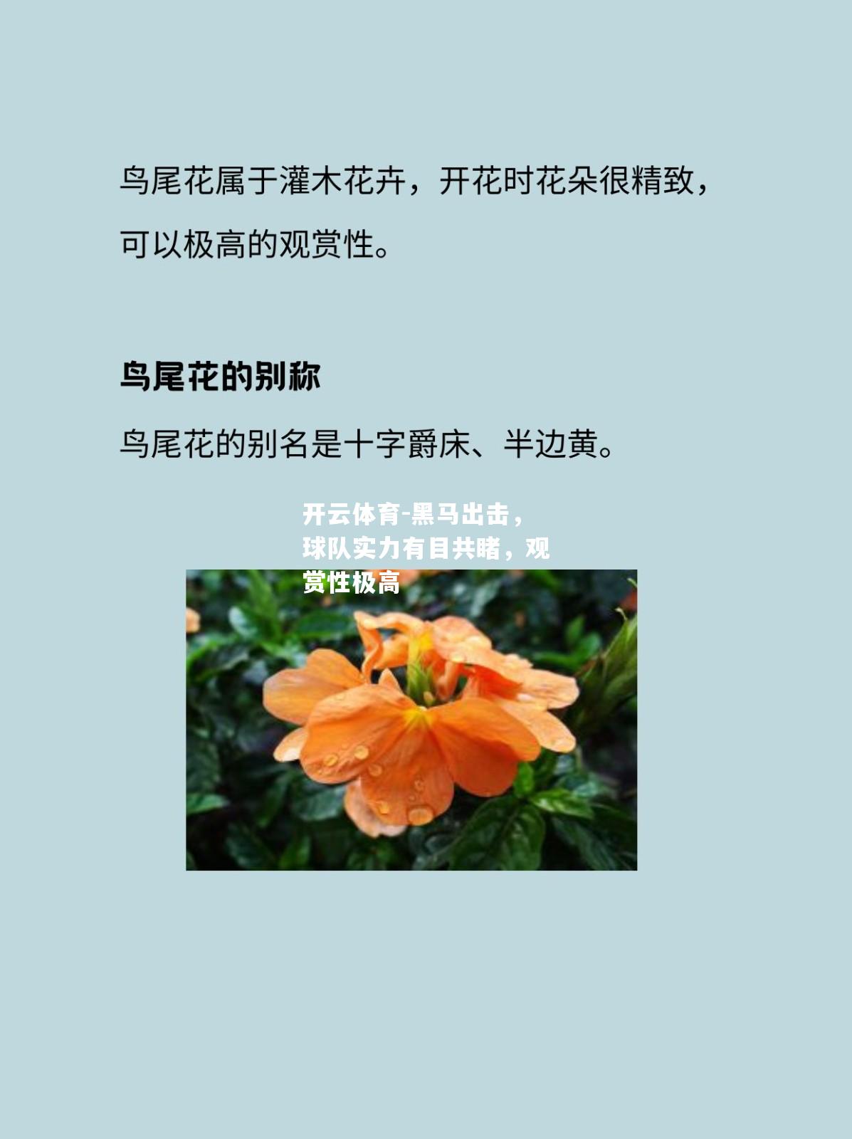 黑马出击，球队实力有目共睹，观赏性极高